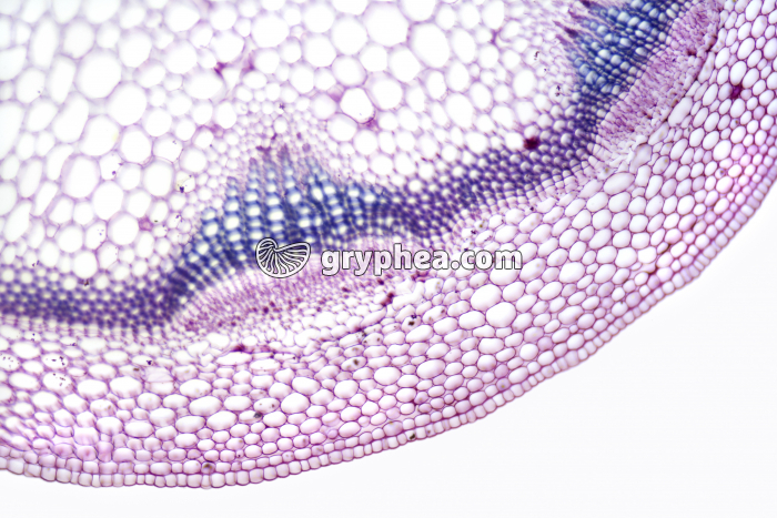 Tige de Mercuriale - structure secondaire (détail) CT x25 - gryphea.com